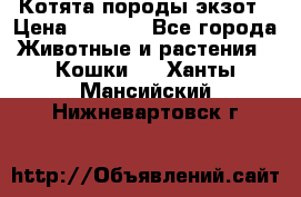 Котята породы экзот › Цена ­ 7 000 - Все города Животные и растения » Кошки   . Ханты-Мансийский,Нижневартовск г.